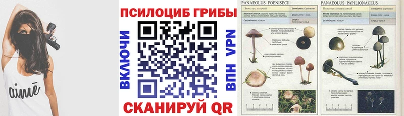 Псилоцибиновые грибы Psilocybine cubensis Невьянск
